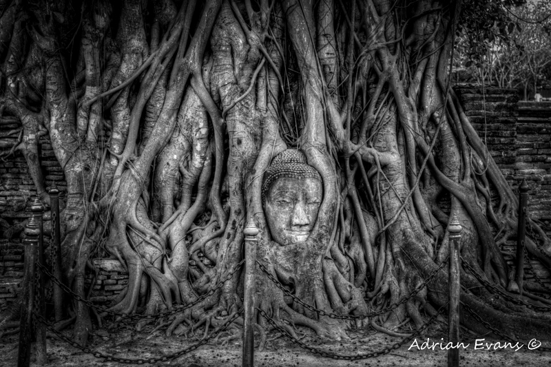 Buddha Head in Tree