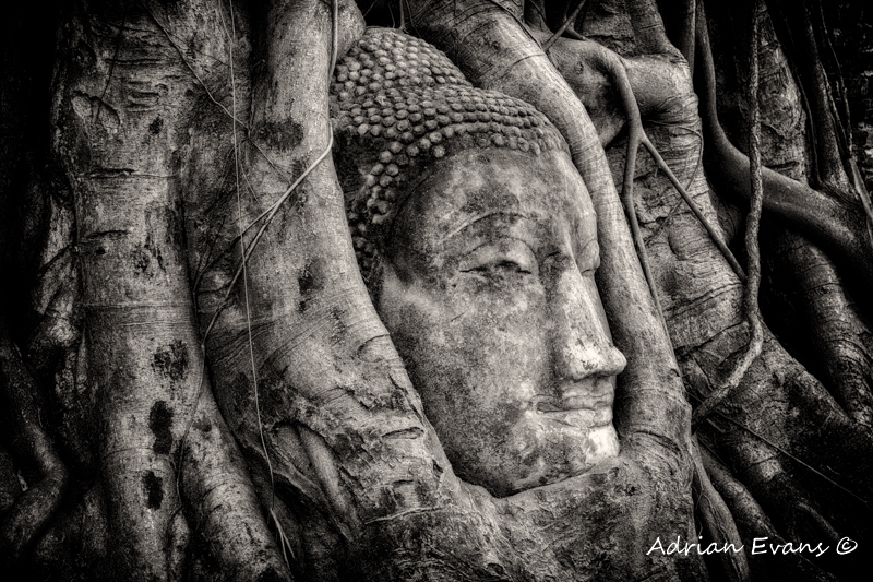Banyan Tree Buddha