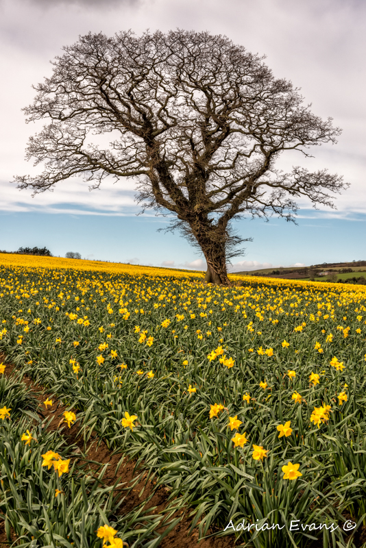 Daffodil Valley